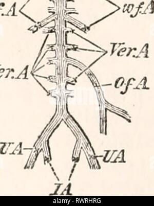 Les éléments d'embryologie (1874) Les éléments d'embryologie humaine elementsofembryo01fost Année : 1874 LCA *^o| ? État de la circulation artérielle sur la cinquième ou sixième jour. E. carotide externe. CA. I. CA. carotide interne. AO. aorte dorsale, tvf. A. artères à la corps de Wolff. Ver. Artères A. émise entre chaque paire de vertèbres. De. A. vitellin-mesaraic artère. UA. artère ombilicale. Artère iliaque J A.. Banque D'Images