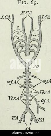 Les éléments d'embryologie, (1874) Les éléments d'embryologie, elementsofembryo74fost Année : 1874 212 LA SIXIÈME DAT. [Chap. près de la fin de l'incubation, lorsque l'oisillon commence à respirer l'air dans l'air-chambre de la coquille, et la respiration n'est plus exploitée par l'allantoïde. Puis, le sang cesse de couler le long des vaisseaux ombilicaux ; ils sont effacés. Le vitellin-mesaraic d'idées qui, comme le jaune devient progressivement absorbée diminue proportionnellement à la taille et l'importance, vient d'apparaître comme une simple branche de la veine porte. Le canal d'Arantius est fermé, reste souvent qu'une simple Banque D'Images