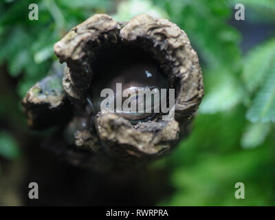 White's tree frog. Aussi connu sous le nom de grenouille dumpy et australienne rainette (Litoria caerulea), dormir dans le creux Banque D'Images