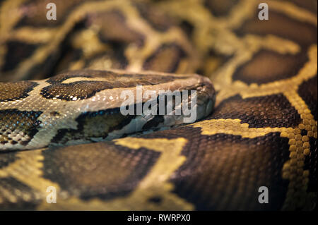 Serpent Python recroquevillé dans un anneau et le sommeil Banque D'Images