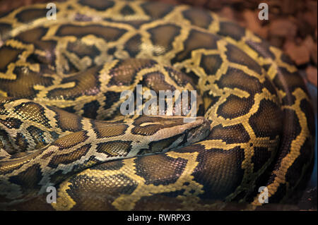 Serpent Python recroquevillé dans un anneau et le sommeil Banque D'Images