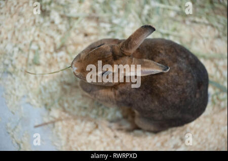 Petit bébé lapin sur la sciure mangez des Banque D'Images