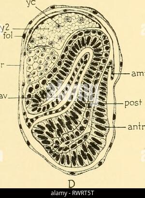 L'embryologie d'insectes et de myriapodes ; l'embryologie d'insectes et de myriapodes ; l'histoire du développement des insectes, mille-pattes, et de l'oeuf millepedes desposition [ !] embryologyofinse à couver à joha00Année : 1941 amf Banque D'Images