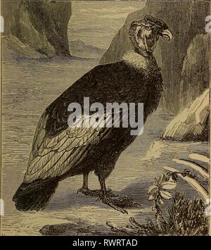 Éléments d'zoölogy (1884) Banque D'Images