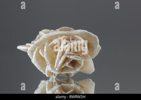 Desert Rose est le nom donné à rose-comme des formations des grappes de cristaux de gypse ou de baryte. Banque D'Images