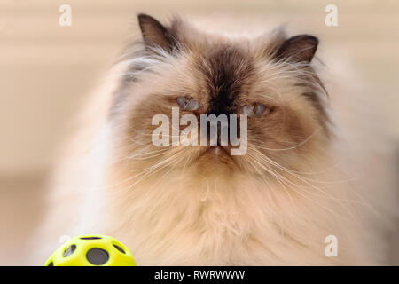 Un poil long aux yeux bleus avec de longues moustaches blanches moelleuses himalayan cat avec une balle Banque D'Images