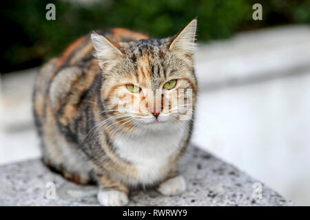 Chat doux Banque D'Images