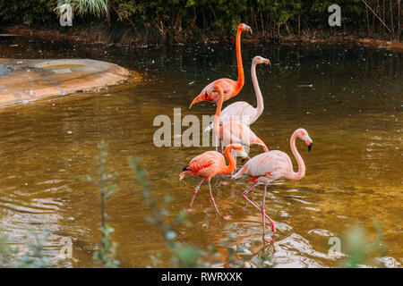 Balades dans l'étang des flamants roses dans le parc zoologique, Barcelone, Espagne