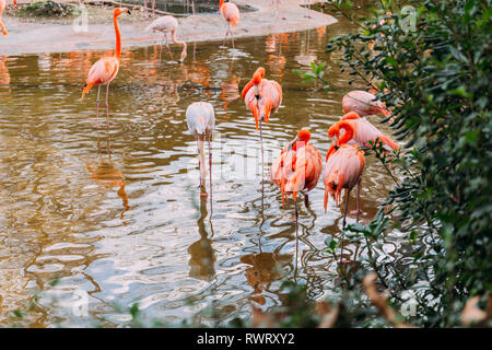Volée de flamants roses dans l'étang à pied dans le parc zoologique, Barcelone, Espagne