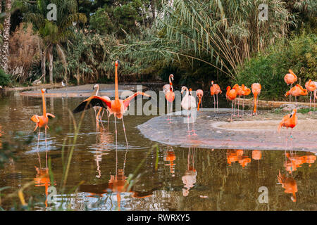 Troupeau de beaux flamants roses dans l'étang entouré de plantes luxuriantes dans zoo, Barcelone, Espagne