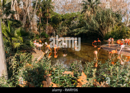 Balades dans l'étang des flamants roses du zoo entouré de plantes luxuriantes, Barcelone, Espagne