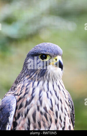 Autour de la Nouvelle Zélande - New Zealand Falcon , Kiwi Birdlife Park, Queenstown Banque D'Images