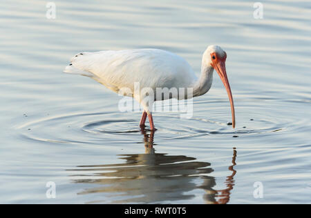 American Ibis blanc (Eudocimus albus) se nourrir dans la mer au large de Tigertail Beach, Marco Island, Floride, USA Banque D'Images