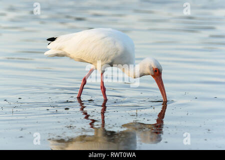 American Ibis blanc (Eudocimus albus) se nourrir dans la mer au large de Tigertail Beach, Marco Island, Floride, USA Banque D'Images