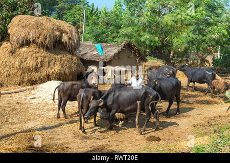 RAJMAHAL, Bihar, Inde. Un agriculteur, surveillance par ses fils, nourrir ses buffles d'eau sur une petite ferme dans les régions rurales de l'Inde en face de sa maison, et Banque D'Images