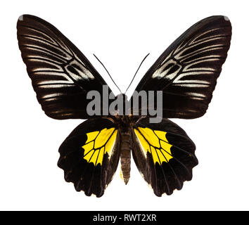 Papillon de couleur, isolé sur fond blanc avec chemin de détourage, troides oblongomaculatus. Banque D'Images