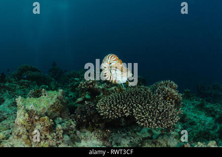 Nautilus est planant au-dessus d'une table coral, Panglao, Philippines Banque D'Images