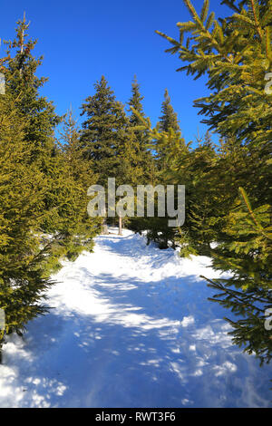 La neige dans les forêts de la station de montagne de Paltinis, près de Sibiu, en Transylvanie, Roumanie Banque D'Images