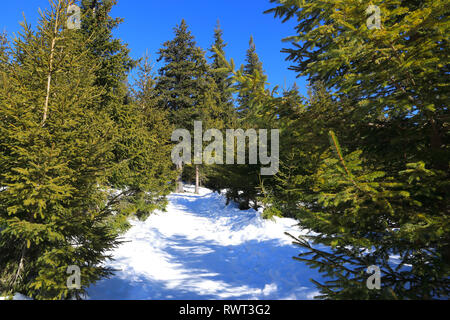 La neige dans les forêts de la station de montagne de Paltinis, près de Sibiu, en Transylvanie, Roumanie Banque D'Images