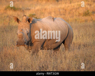 Adulte seul rhinocéros blanc ou square-lipped rhinoceros(Ceratotherium simum) avec 5 oiseaux oxpecker dans l'ambre d'Orient Savane Africaine au Kenya Banque D'Images