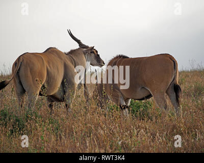 Grand mâle éland commun (Taurotragus oryx), le pâturage avec des femmes dans les prairies de savane de l'Afrique de l'est dans le Parc National de Nairobi, Kenya, Afrique Banque D'Images