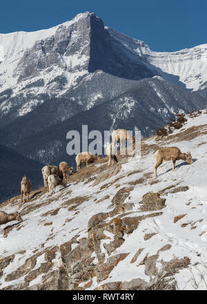 Rocky Mountain bighorn (Ovis canadensis), Canmore, Alberta, Canada, Canadian Rockies en hiver Banque D'Images