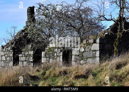 Croft House en ruine abandonnée remplie d'arbres d'aubépine. Gable end cheminée de pierre sèche de la construction. Banque D'Images