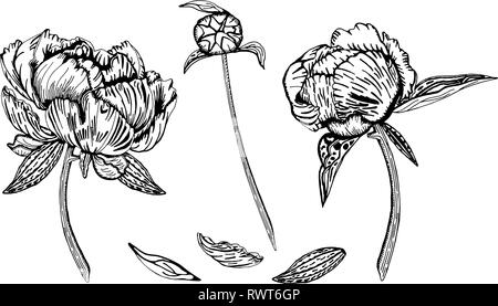 Vector illustration de pivoines, de bourgeons et de feuilles. Belles fleurs, isolé sur fond blanc, à la main en noir et blanc. Illustration de Vecteur