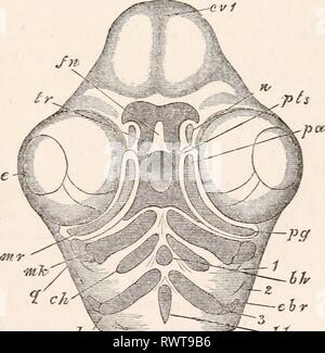 Les éléments d'embryologie (1874) Les éléments d'embryologie humaine elementsofembryo01fost Année : 1874 IX.] les maxillaires. 229 s'affiche lorsque pris par lui-même assez remarquable, et conduit à la vue, autrefois très général et encore dans de nombreux, que le processus maxillaire supérieure était équivalent à une adiposité viscérale arch. M. Parker a récemment montré que dans les poissons osseux et les elasmobranchii tous les arcs antérieur l'objet d'une segmentation un peu similaire, et il semble donc être une déduction équitable que cette segmentation persiste dans le poussin dans l'arc mandibulaire, alors qu'il a été perdu Banque D'Images