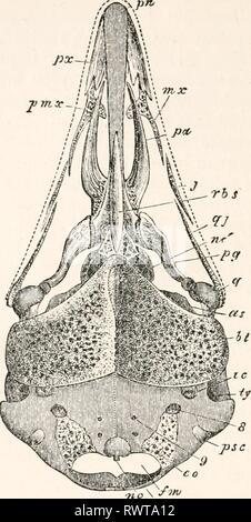 Les éléments d'embryologie (1874) Les éléments d'embryologie humaine elementsofembryo01fost Année : 1874 234 LE DÉVELOPPEMENT DU CRÂNE. [CHAP. Fig. 71 à crâne embryonnaire comme un oiseau au cours de la deuxième semaine d'Incubation (troisième phase) à partir de ci-dessous. (De Parker.) La figure est destiné à faire connaître le crâne cartilagineux ossifications avec son, et aussi les os dans une attelle qui ont commencé à être formé indépendamment du crâne cartilagineux. Les parties de la mâchoire inférieure et l'arc hyoïdien sont omis. Les lettres font référence à la crâne cartilagineux et son prenasal ossifications. pn le cartilage, pa palati Banque D'Images