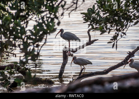 Un Ibis blanc naturel dans Brandeton, Floride Banque D'Images