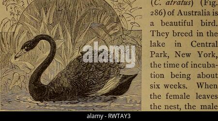 Éléments d'zoölogy (1884) Banque D'Images