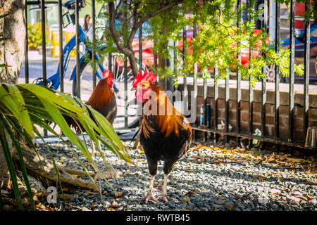 Un portrait d'un coq rouge avec une queue noire plumes dans Florida Keys Banque D'Images