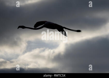 La silhouette d'un flamant rose en vol Banque D'Images