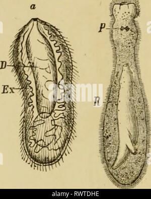 Texte-livre élémentaire de Zoologie, Général Banque D'Images