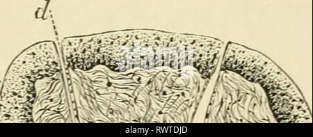 Éléments d'histologie (1898) Éléments d'histologie elementsofhistol00klei Année : 1898 3o8 Éléments d'Histologie. sejDarated ensembles l'une de l'autre par des masses de con- nective ; tissu mais plus bas, vers le milieu, thej forment une couche continue de faisceaux longitudinaux. Cette miiscularis mucosce est le (Fig. 200). re-^^^* Banque D'Images