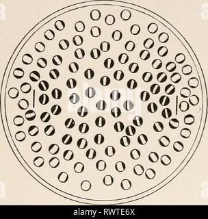 L'électro-physiologie (1896-1898) l'électro-physiologie humaine electrophysiolog01bied Année : 1896-1898 mauvais l'EXCITATION ÉLECTRIQUE DU MUSCLE 311 sa distance de la ligne droite entre les électrodes, de sorte que les ovules en contact immédiat avec la marge présente le moins de zones polaires, et la plus grande surface équatoriale. Compte tenu de la réaction de chaque ovule unique pour le courant alternatif, une certaine analogie avec les effets décrits ci-dessus en Actinosphaerium ne saurait être contesté, et si deux protozoaires sont conçus de la taille des oeufs de grenouille, et présenté dans des conditions similaires à l'action de l'altern Banque D'Images