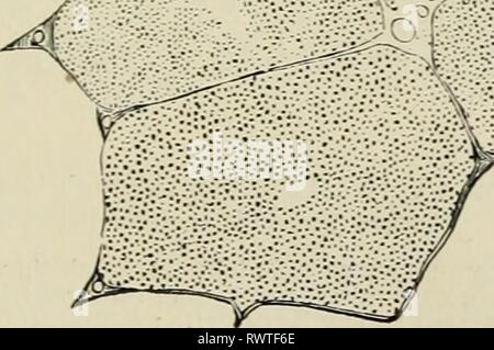 Éléments d'histologie (1898) Éléments d'histologie elementsofhistol00klei Année : 1898 / 278. La surface externe du foie est recouvert d'une membrane séreuse, délicate, le péritoine, comme celle d'autres organes abdominaux, a sur sa surface libre d'une couche de l'endothélium. Il se compose principalement de tissu conjonctif fibreux. À l'liilum ou pédicule hépatique ce tissu conjonctif est poursuivi à l'intérieur, où elle rejoint le tissu conjonctif de l'GJisson ccqysuh, ou l'en- terlobular connec- tions con- nective (tissu de tissu le portail canaux). Ce tissu est fibreux, et plus ou Banque D'Images