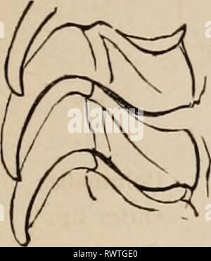 Éléments d'un des éléments zoölogy zoölogy : un livre elementsofzolo00tenn année : c1875 Dents de Strombus, Welton. FIG. 547. Banque D'Images