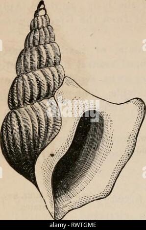 Éléments d'un des éléments zoölogy zoölogy : un livre elementsofzolo00tenn année : c1875 408 MULLUSCA : GASTEROPODA. FIG. 552. FIG. 553. Banque D'Images