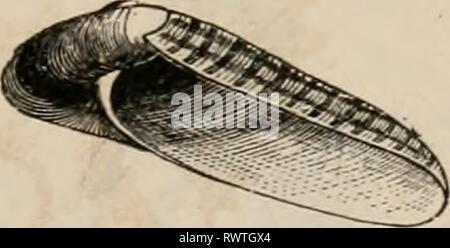 Éléments d'un des éléments zoölogy zoölogy : un livre elementsofzolo00tenn Année Sigarehis haliotrtides : c1875, L. West Indies. FIG. 572. Banque D'Images