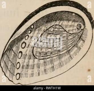 Éléments d'un des éléments zoölogy zoölogy : un livre elementsofzolo00tenn année : c1875 Le troca, zisyphinus L. la Grande-Bretagne. Haliotis tiilifrrulata, L. de la Grande-Bretagne. Banque D'Images