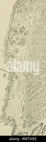 Éléments d'histologie (1898) Éléments d'histologie elementsofhistol00klei Année : 1898 conjonctive et de ses glandes. Épaisseur 425 et reproduction rapide. Les cils, Viut Xear vers le ^leiboniian conduits, ouvrir les canaux de .9 c&, - ^Â® 'P^^- yh *:Â Â ¢ Y-^^ S ' =K. Banque D'Images