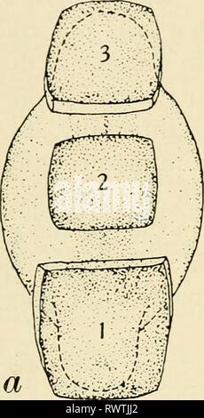 Les éléments d'embryologie expérimentale les éléments d'embryologie expérimentale elementsofexperi00huxl Année : 1963 ANNEXE 491 portions organisé. Lorsque les embryons sont presque mais pas tout à fait complet ils sont cyclopic (voir pp. 245, 350). Il y a un autre point intéressant à mentionner. Lorsque seul le mésoderme somitique invaginée est, la résultante du tube neural est très petit et est anormal en coupe transversale ; qu'en présence d'une notochorde matériel sera complet et du tube neural construit normalement être induite (voir p. 374). Banque D'Images