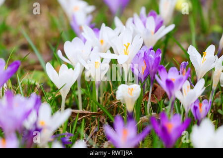 Fleurs de Crocus sur prairie au printemps Banque D'Images