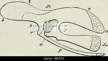 Éléments de l'anatomie comparée (1878) Banque D'Images