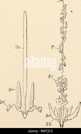 Texte-livre élémentaire de zoologie (1884) texte-livre élémentaire de zoologie0101elementarytextbo clau Année : 1884 FIG. 421. - Organes génératifs de Glomeris (marginuta après Fabre). T, les testicules ; Oo, ovaires ; OD, l'oviducte. FIG. 422.-organes génératifs de Scolopendra /•litnt com-'.fa (après Fabre). T, les testicules ; Vd, canal déférent ; Dr, des glandes annexes ;  %  %  %  %  %  %  %  %  %  %  %  %  %  %  %  %, boucle de la vesicula seminalis ; ou, de l'ovaire. Banque D'Images