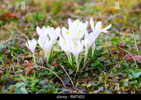 Crocus blanc fleurs sur prairie au printemps Banque D'Images