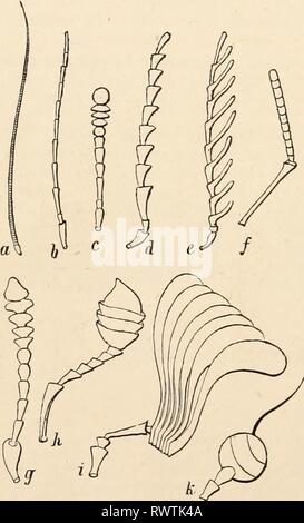 Texte-livre élémentaire de zoologie (1884) texte-livre élémentaire de zoologie0101elementarytextbo clau Année : 1884 522 INSECTA. La séparation du corps dans les trois régions connues comme tête, thorax et abdomen est nettement plus marquée chez les insectes que dans toute autre Articulata. Le nombre de somites et appendices semble être constante ; la tête, avec ses quatre paires d'appendices, étant composé de quatre segments, le thorax de l'abdomen, trois habituellement de 9 ou 10 (onze) (Orthoptera) (fig. 428). La face antérieure du segment abdominal, cependant, pas rare prend part à la formation de la Banque D'Images