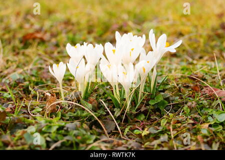 Crocus blanc fleurs sur prairie au printemps Banque D'Images